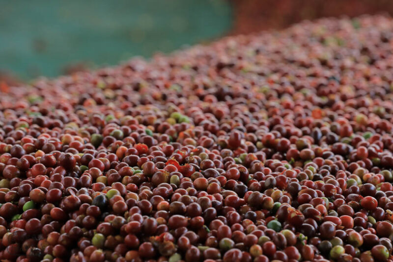 Karambi Coffee Cherry