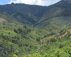 Nyongwe Forest Rwanda