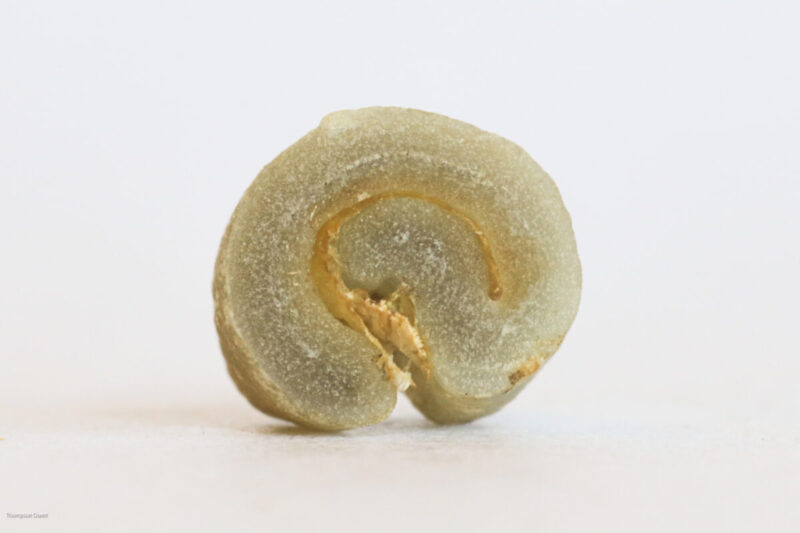 Tanzania Peaberry Mbozi Washed, Green Bean Cross Section