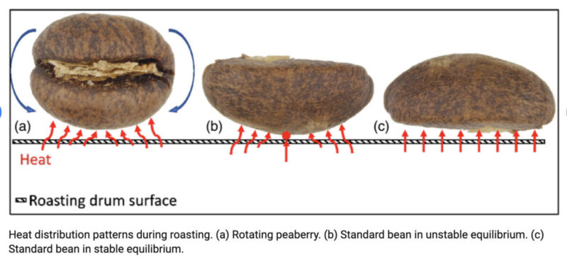Peaberry Coffee Research Article