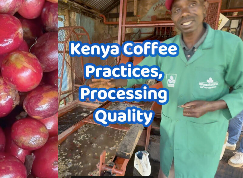 Kenya Coffee Processing