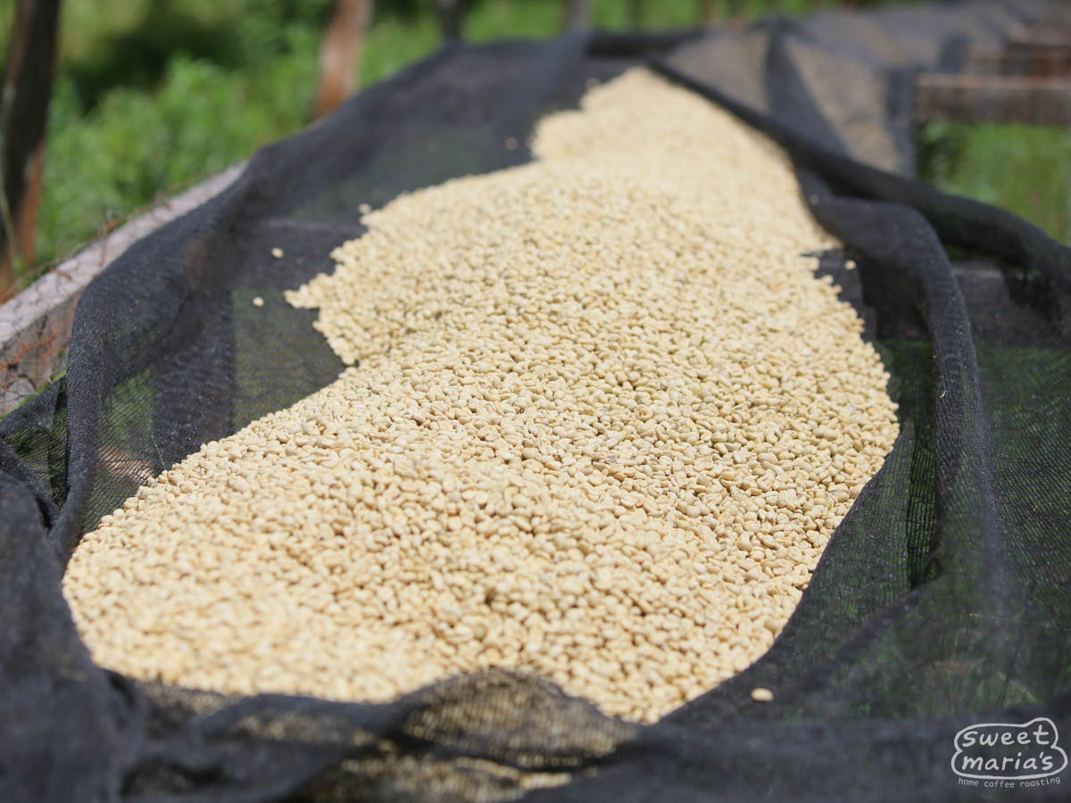Green coffee in its parchment layer dries on raised tables at Kamoini Factory, Othaya, Nyeri.