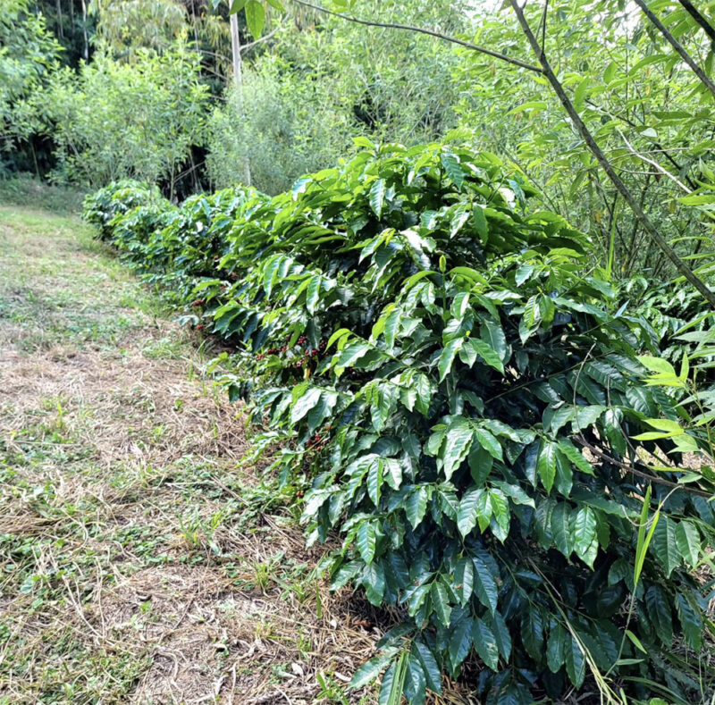 Catigua coffee variety