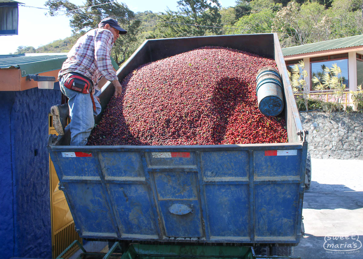 Coffee cherries being delivered to the micro mill "Rio Jorco" in Los Santos region, Costa Rica.