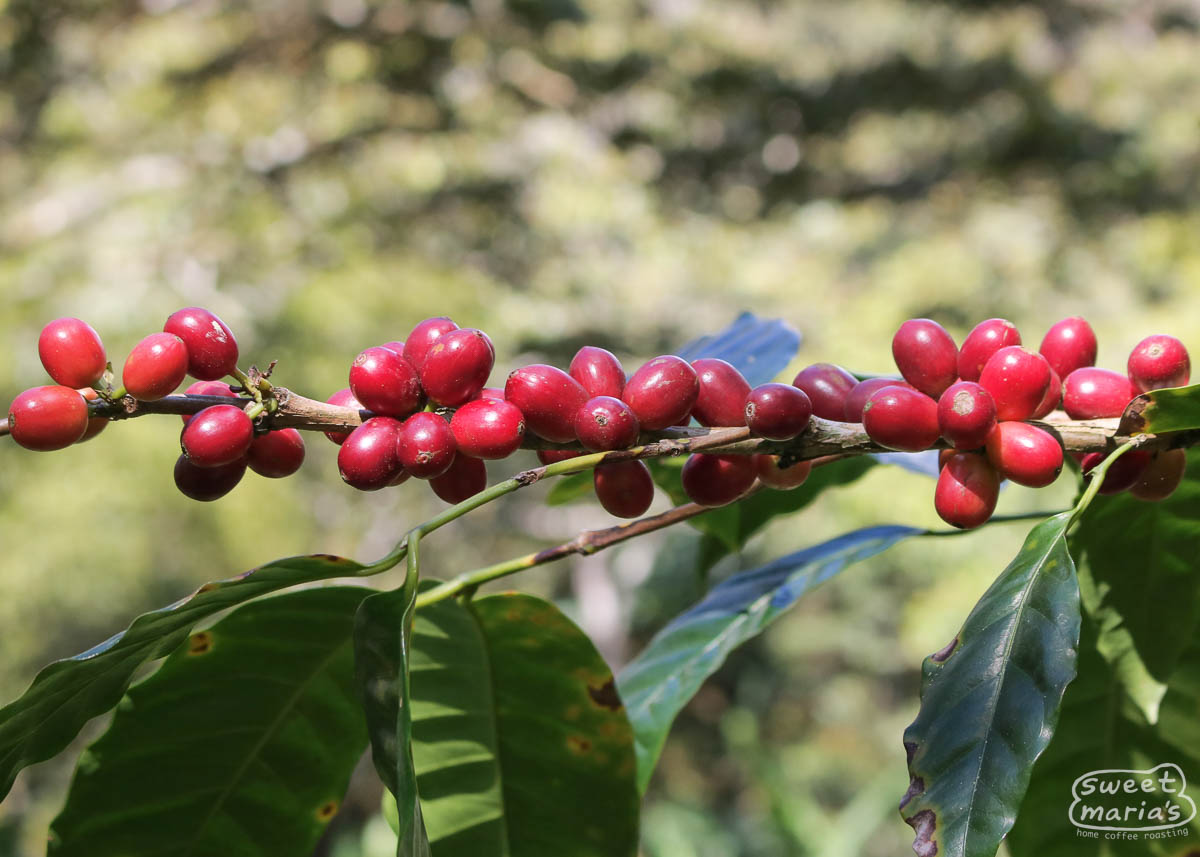 These Maracaturra cherries have reached uniform ripeness at Ojo de Agua in Dipilto, Nicaragua.