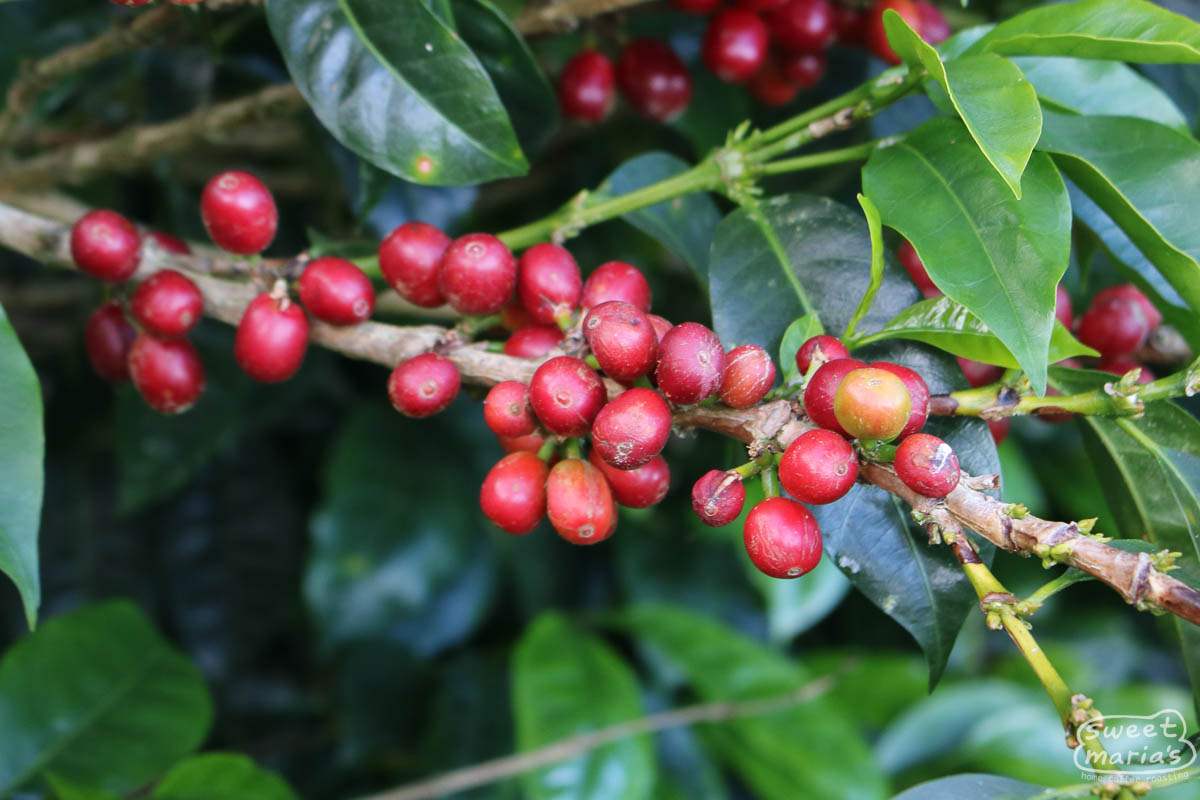 Close-up photo of ripe Chiroso coffee cherries at Canta Ranas.