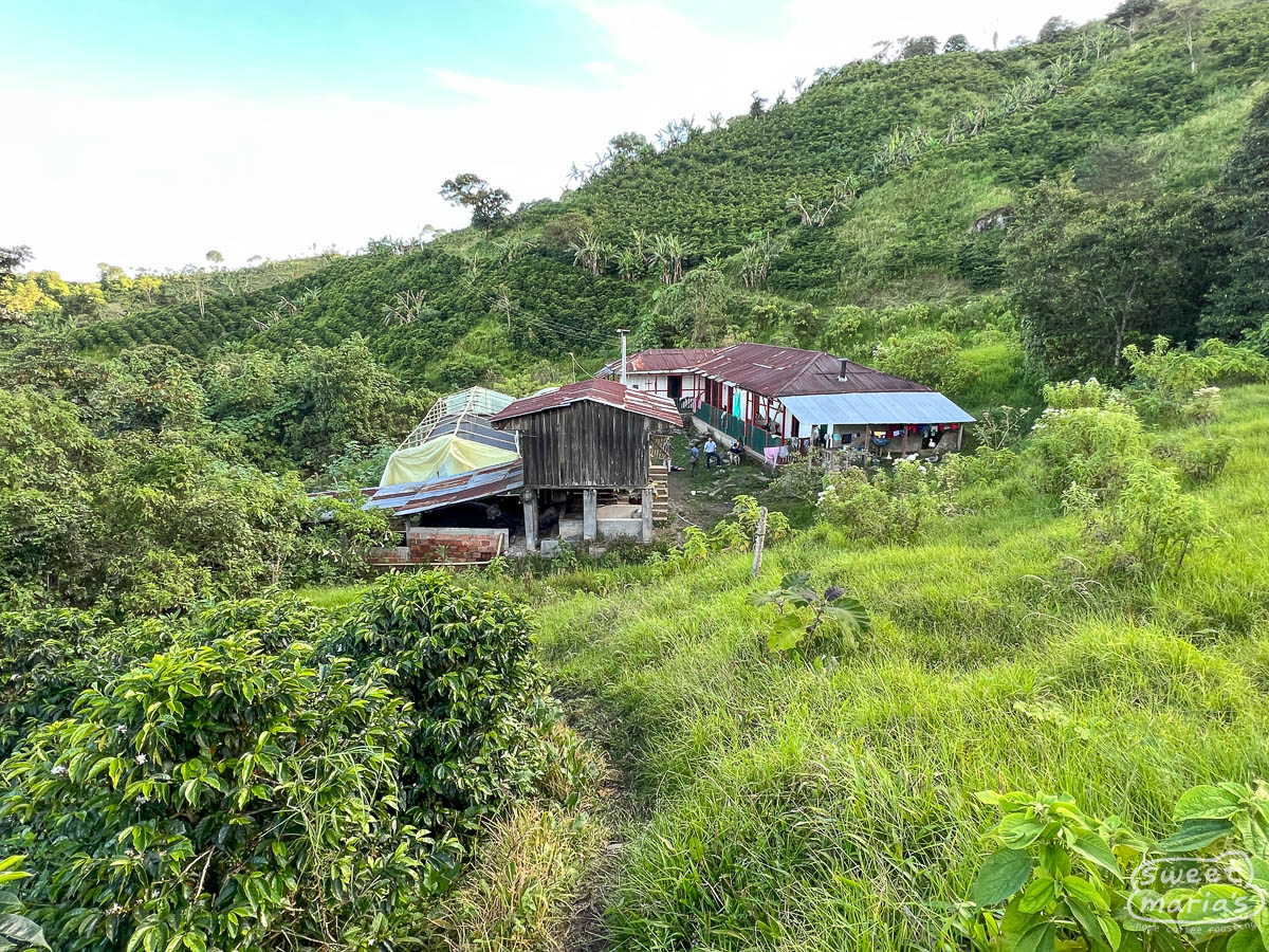 The farm house and one of the drying beds surrounded by coffee. Canta Ranas, in Santa Isabel.