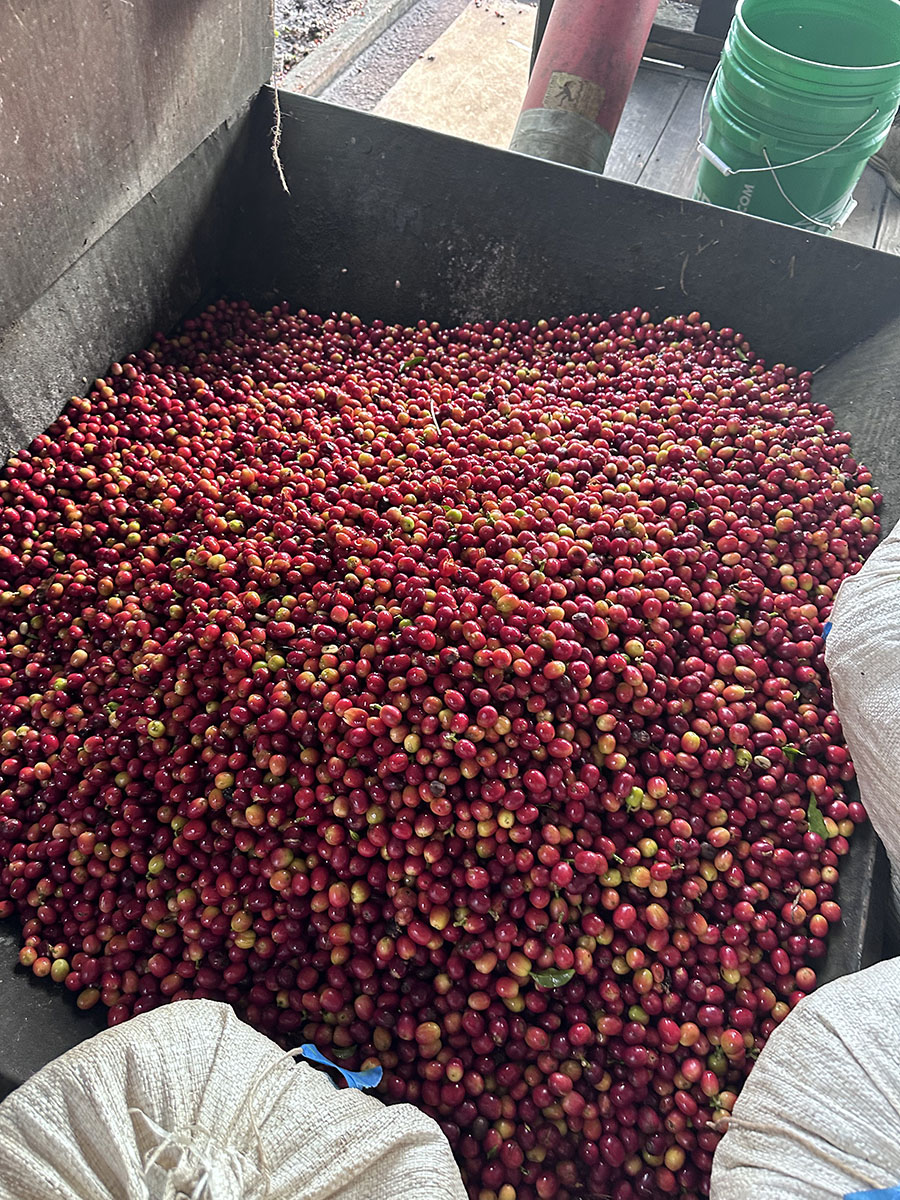 Fresh Typica Coffee Cherry Darnall Estate Kona at Sweet Marias