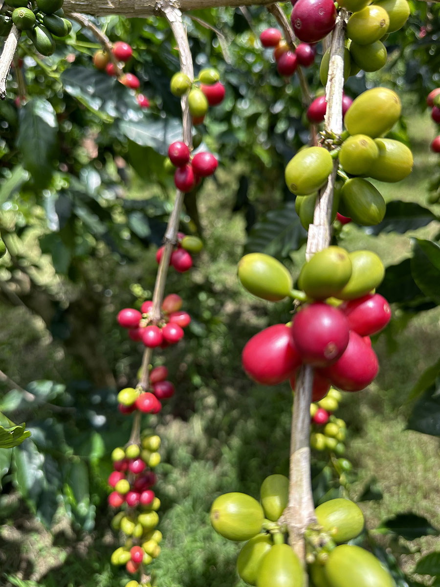 Typica Coffee Fruit Darnall Estate Kona at Sweet Marias