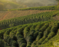 A view of the Catuaí planted at Fazenda Condado Saō José, in Santa Rita do Sapucaí, Brazil.