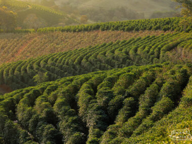 A view of the Catuaí planted at Fazenda Condado Saō José, in Santa Rita do Sapucaí, Brazil.