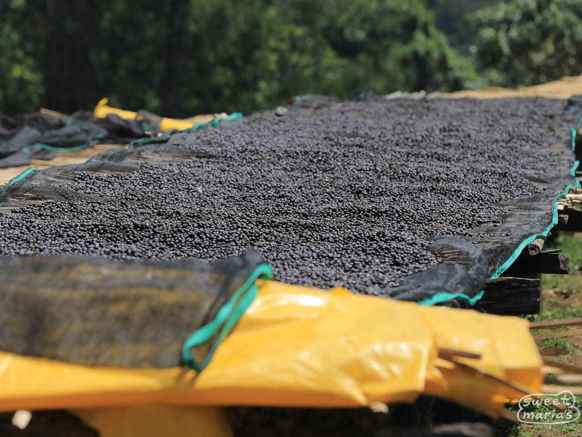 "Natural" process coffee dries on raised beds at the Buliye site in Hambela Wamena, Ethiopia.