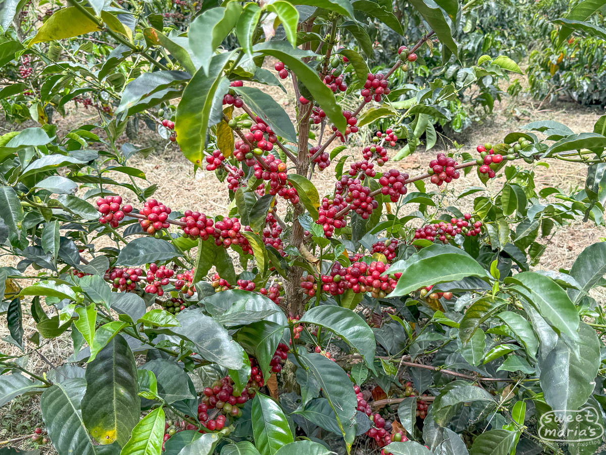 Gesha coffee at La Bohemia farm in San Pedro de Cartago, Nariño.