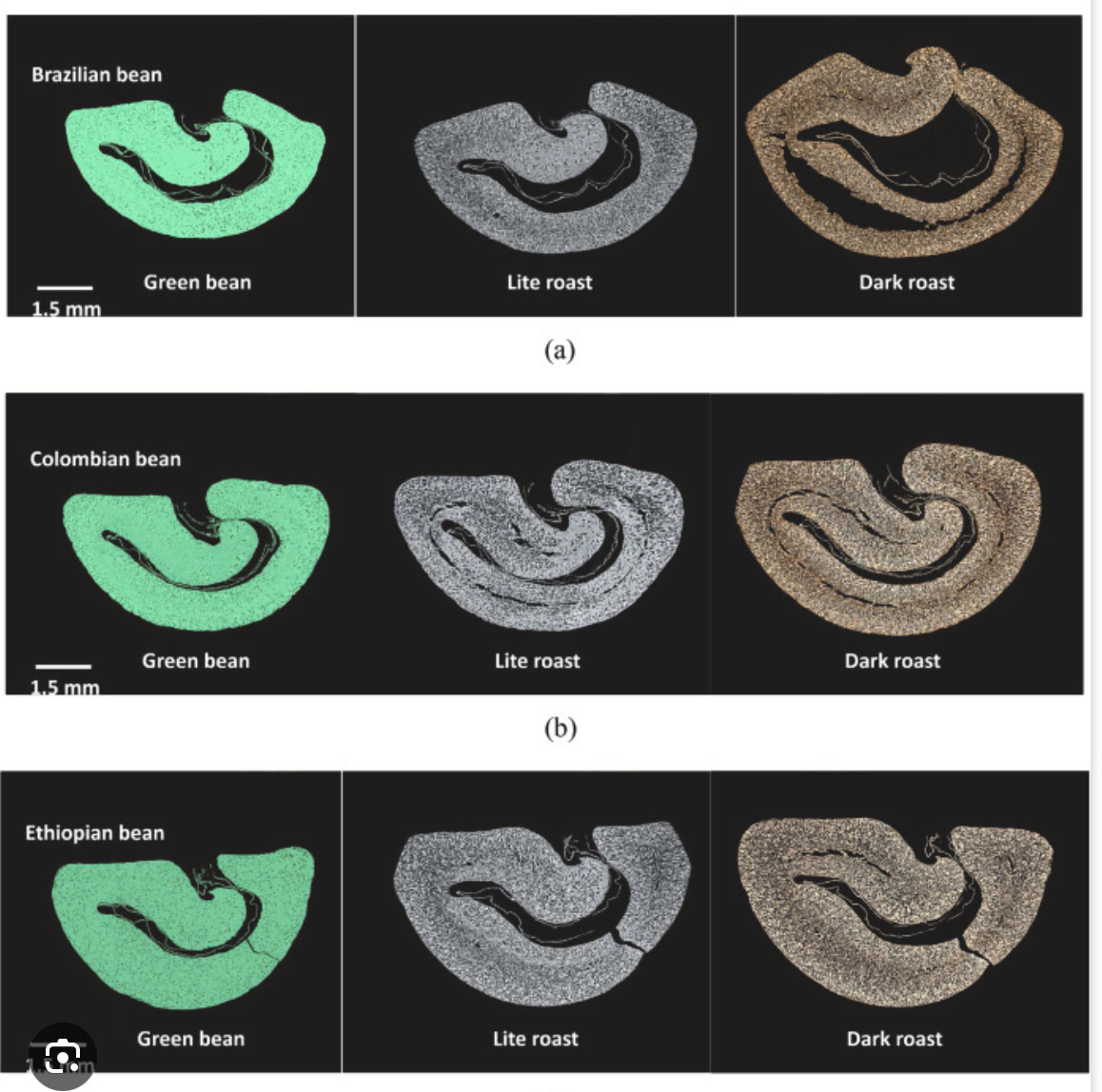Coffee Bean Expansion in Roasting, comparing softer Brasil to denser Colombia and Ethiopia coffee