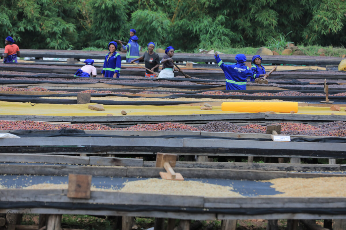 Bugoye station Kyagalanyi drying beds outside