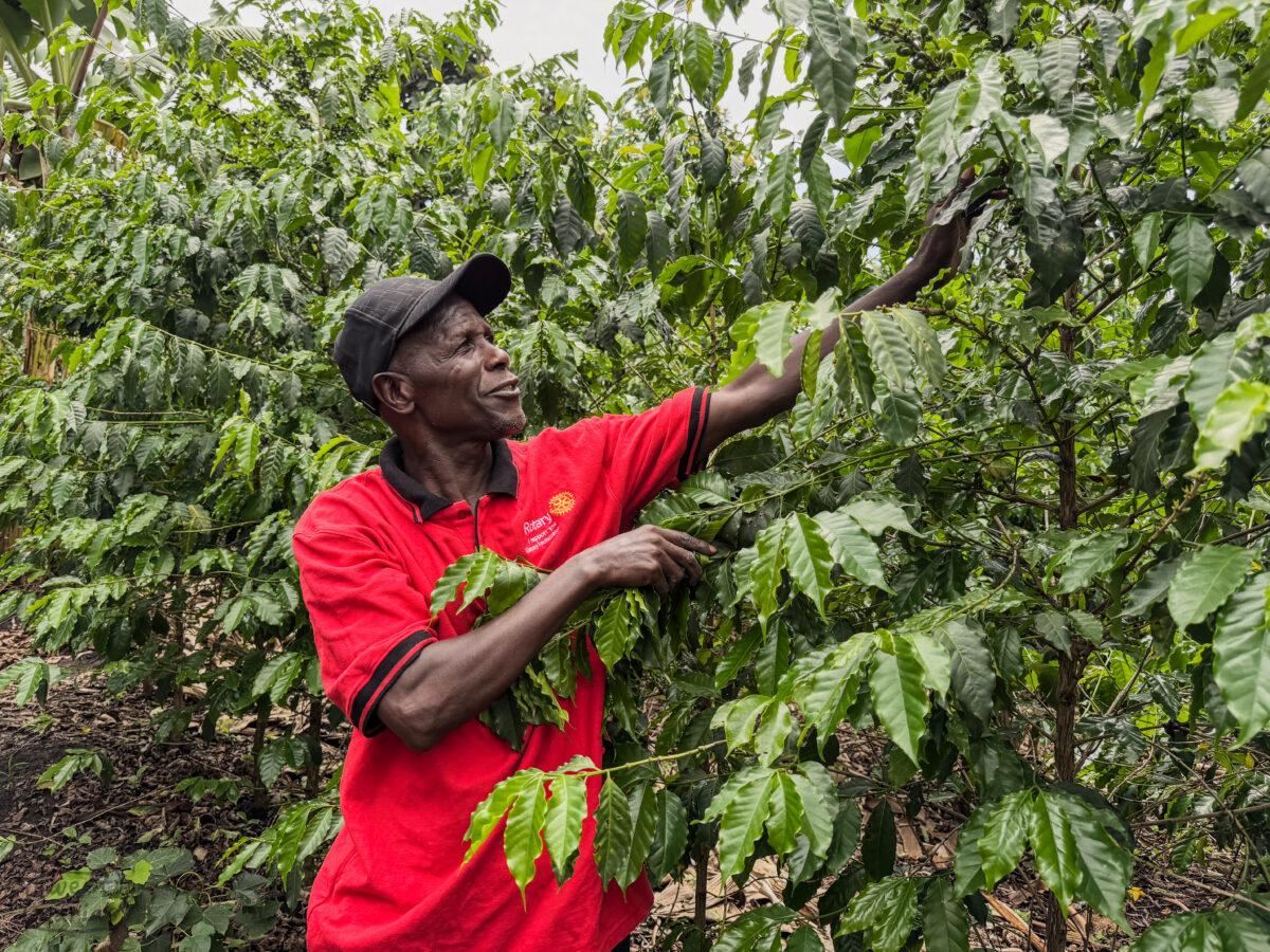 James Hakiza. coffee farm is lower altitude but well tended. He uses irrigation
