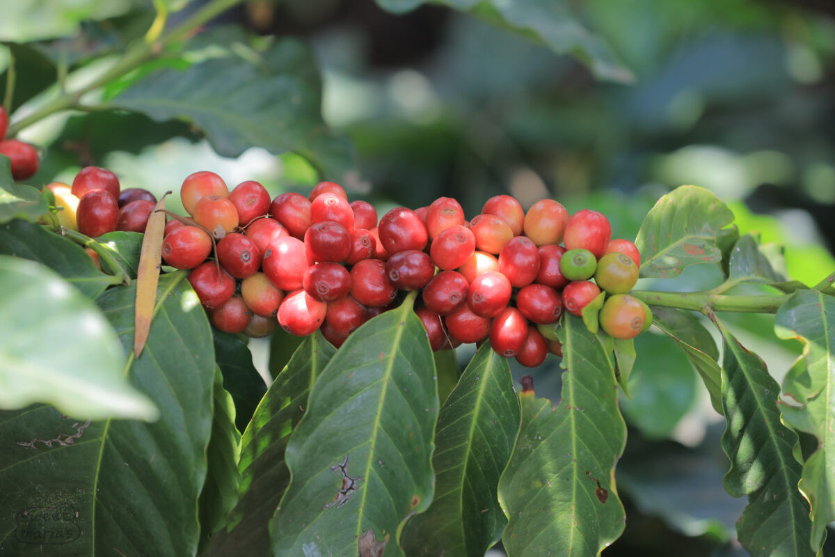 1400 meters. SL14 variety perhaps some of the varieties are mixed.
