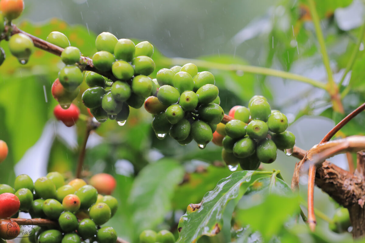 1700 meters. Costa Rica 95 in photos - and other unique varieties on this farm