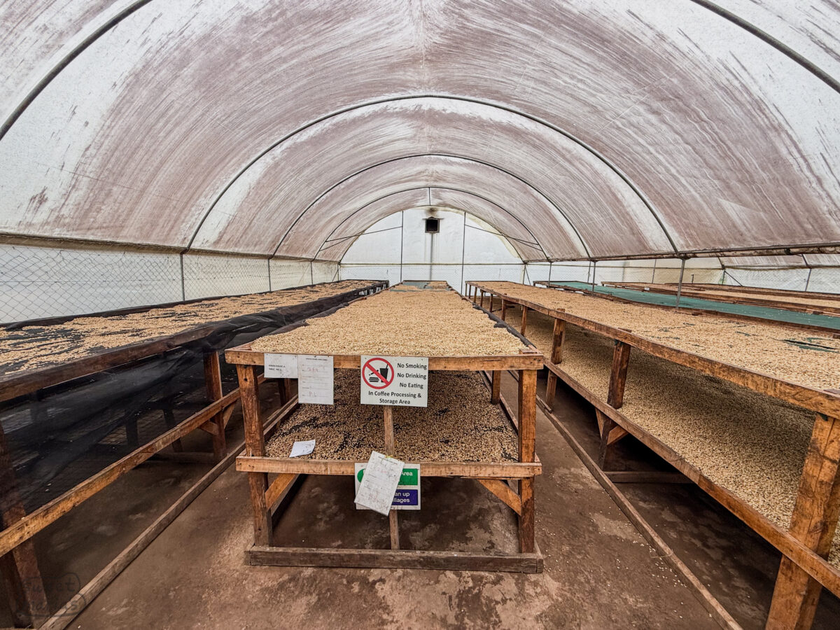 Covered drying for parchment coffee due to constant rains. Busalini Washing Station