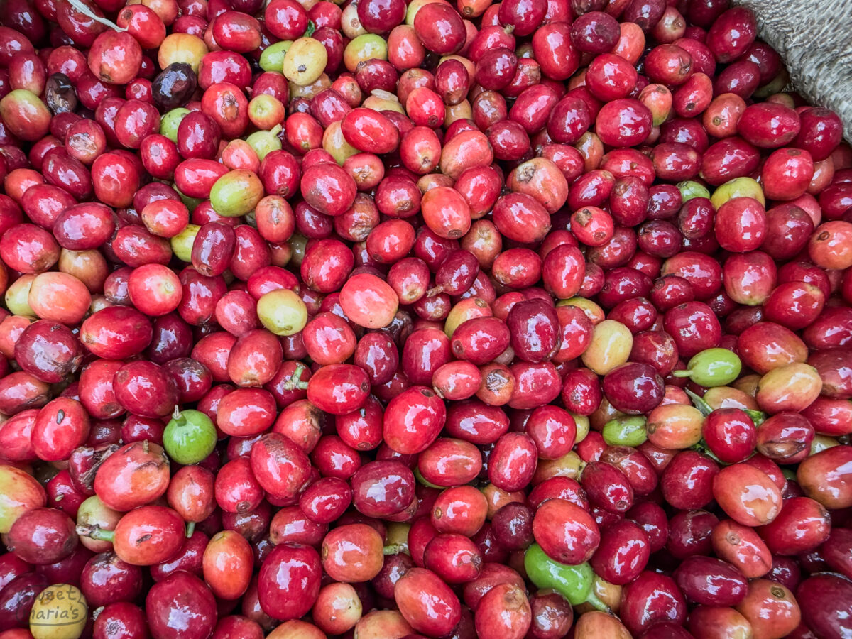 Busalini cherry quality seemed better than others.