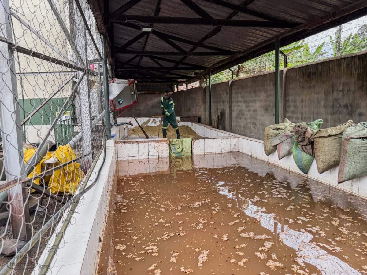 Busalini washing station. fermentation tanks, Uganda