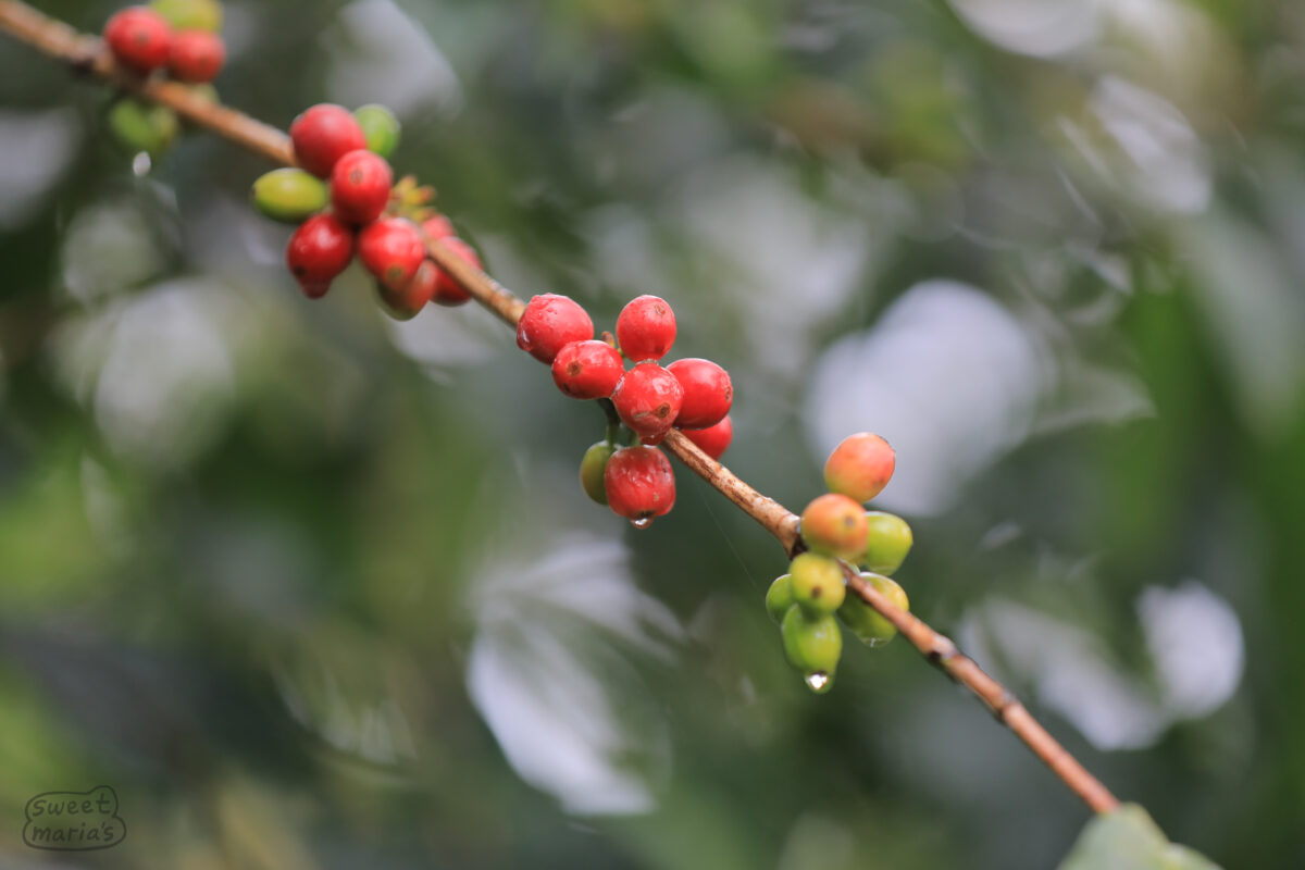 Coffee cherry just outside the gates of Kapchorwa, Mt Elgon Uganda