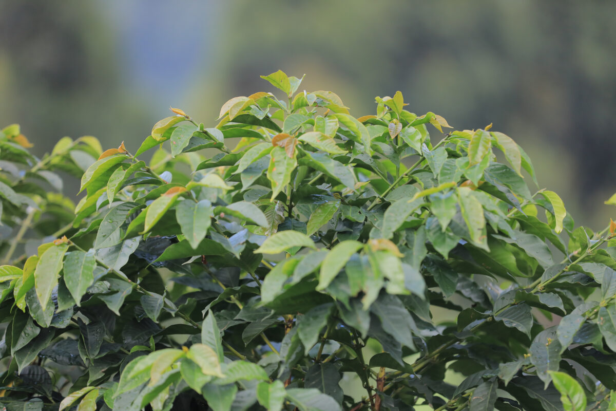 Model farmer - SL-28 variety coffee at 1950 meters, Mount Elgon Uganda