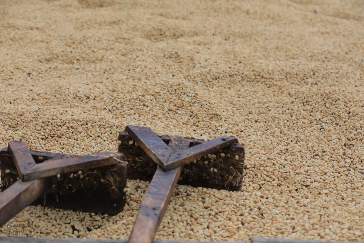 Bugoye station washed coffee parchment - Rwenzoris