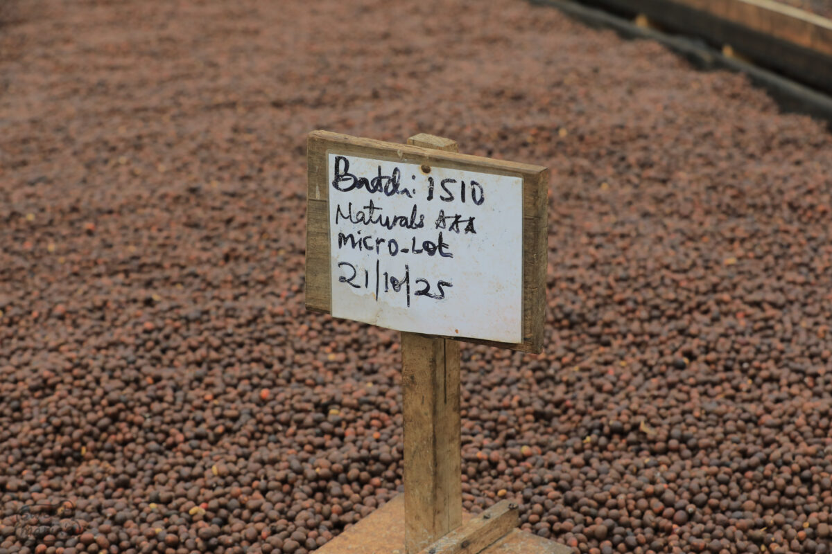 Bugoye station naturals are divided as day lots