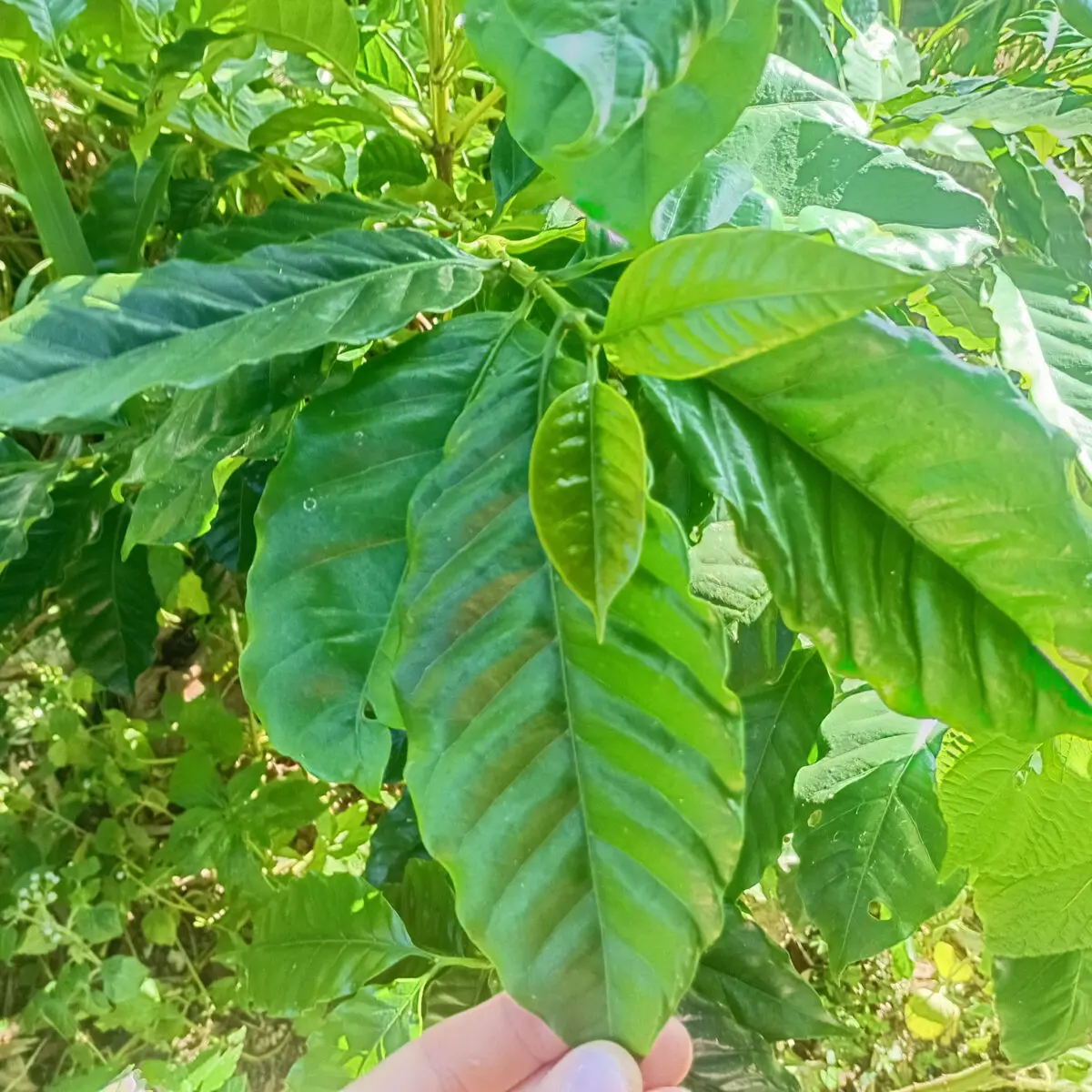 Coffee from Bhutan - Sweet Maria's Coffee Library