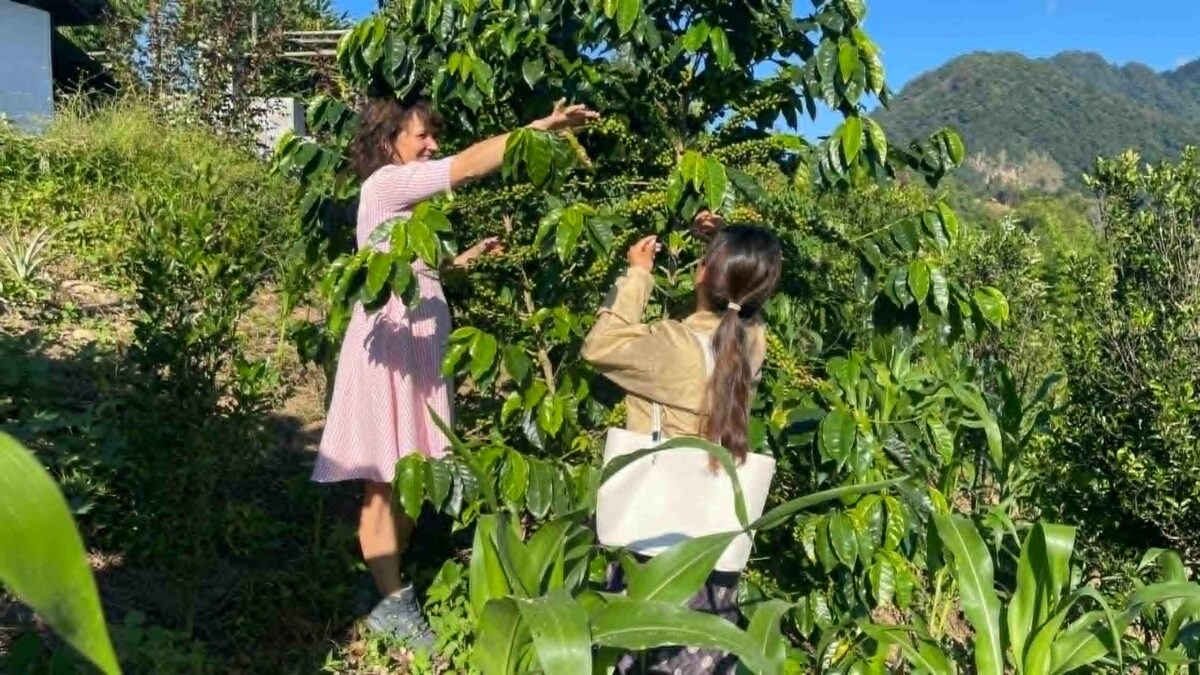 Bhutan Coffee Harvest