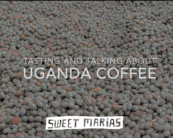 Uganda Coffee Tasting