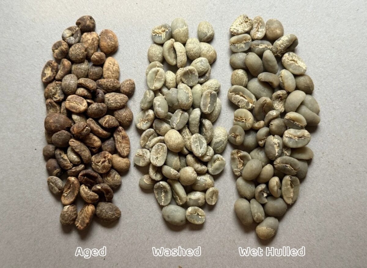 Green coffee comparison of Aged, Wet Process (Washed), and Wet Hulled coffees.