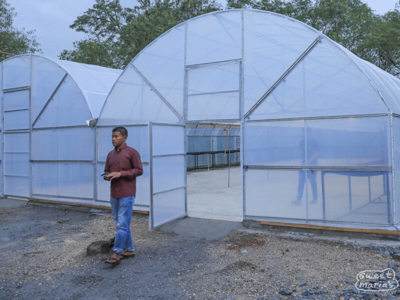 Collector and farmer Aulia Kahfi stands outside a coffee drying greenhouse just outside of Takengon.