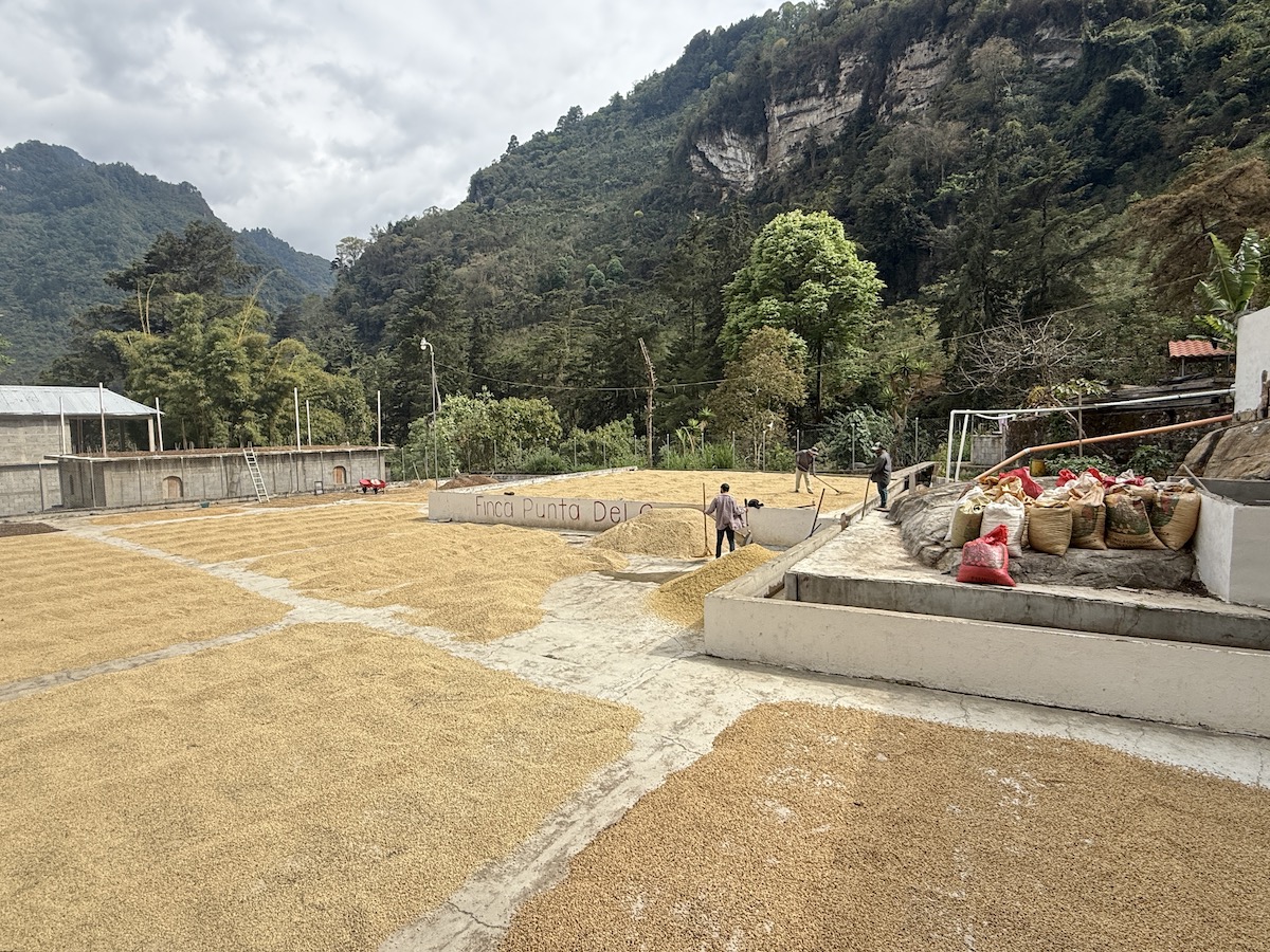 Parchment coffee dries on the patios at Punta del Cerro mill in La Libertad, Huehuetenanto.