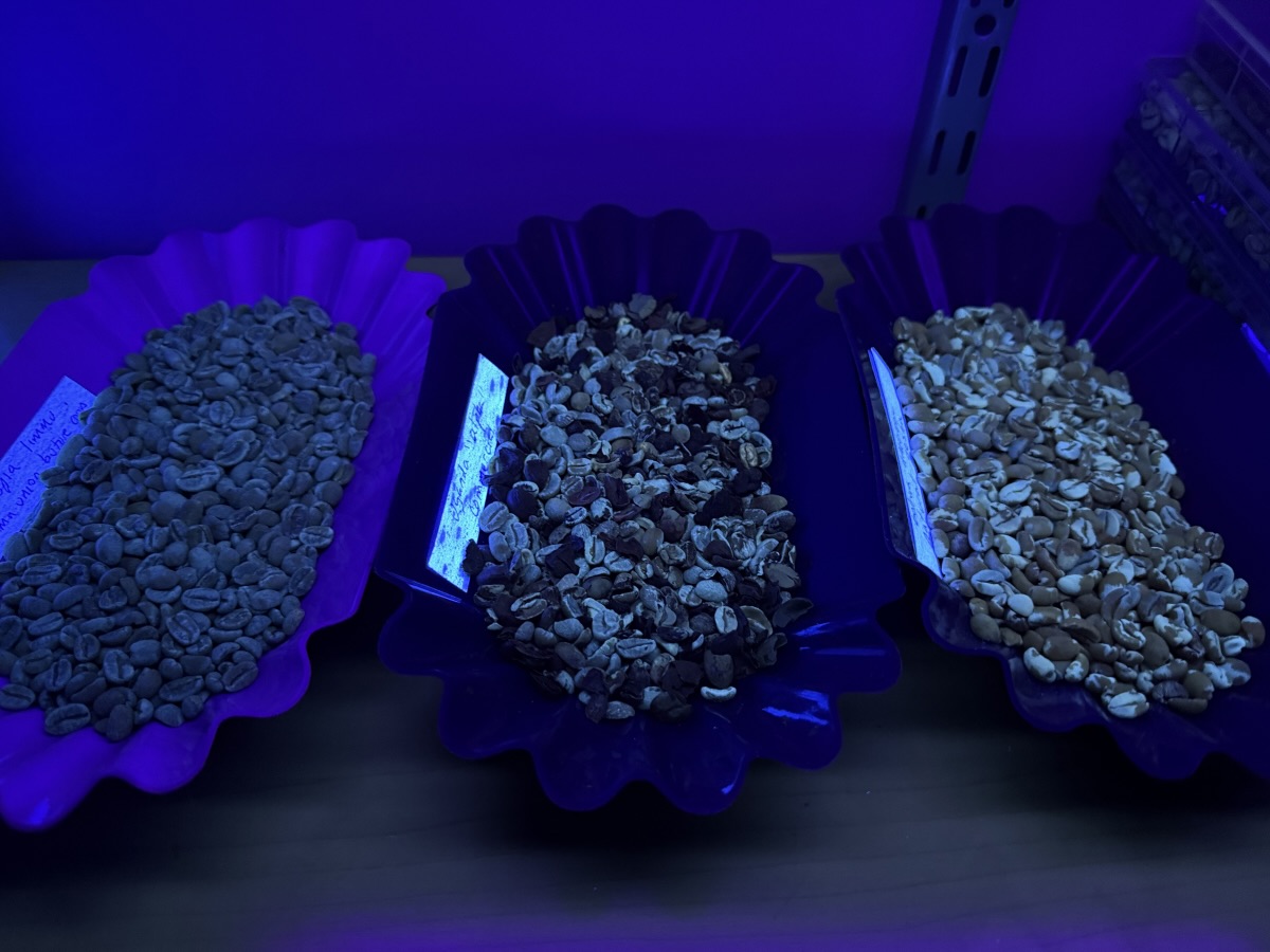Three coffee trays with green coffee in them sit under a UV light. From left to right: a Washed Ethiopian coffee, a commercial grade lot from Uganda and a natural anaerobic lot from Bolivia.