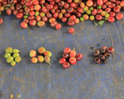 Coffee cherry ripeness levels. Collectors and millers increasing