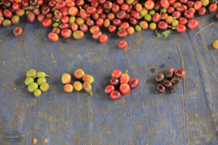 Coffee cherry ripeness levels. Collectors and millers increasing