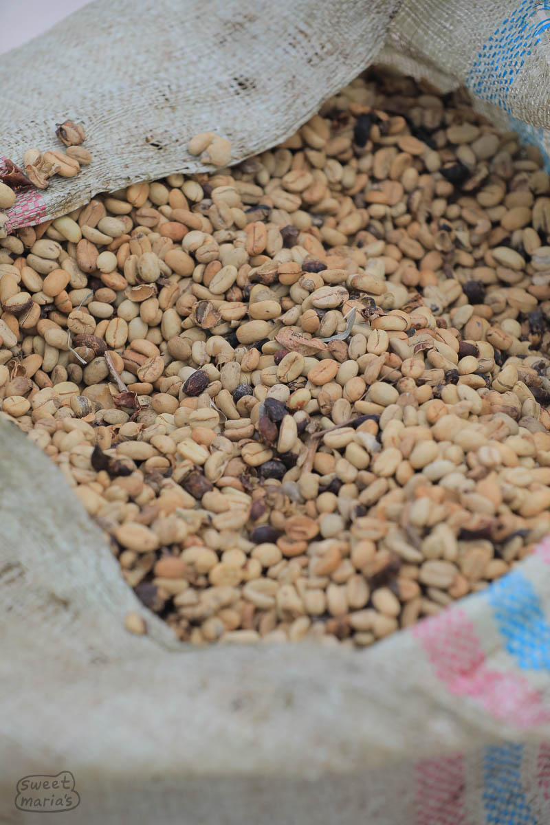 Gaba or Gabah coffee, wet parchment.