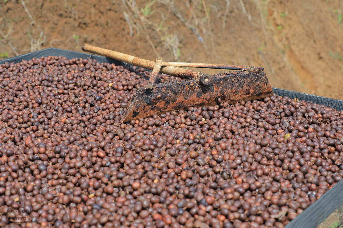 Anaerobic natural coffee cherry on drying beds, Gunung Tilu, Jav