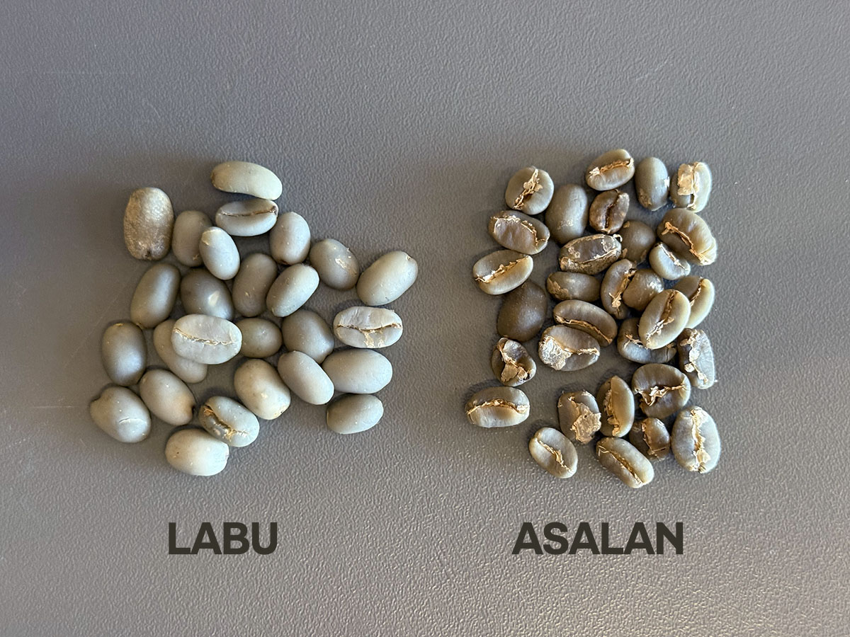 Wet-Hulled-Labu-Asalan